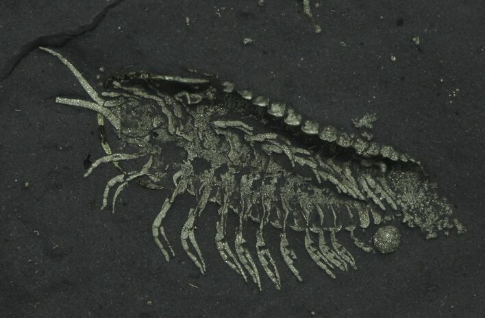 Pyritized Triarthrus Trilobites With Appendages - New York #64808